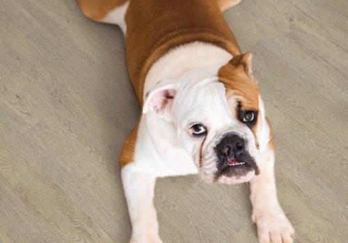 Bulldog lying outstretched on wood floor.